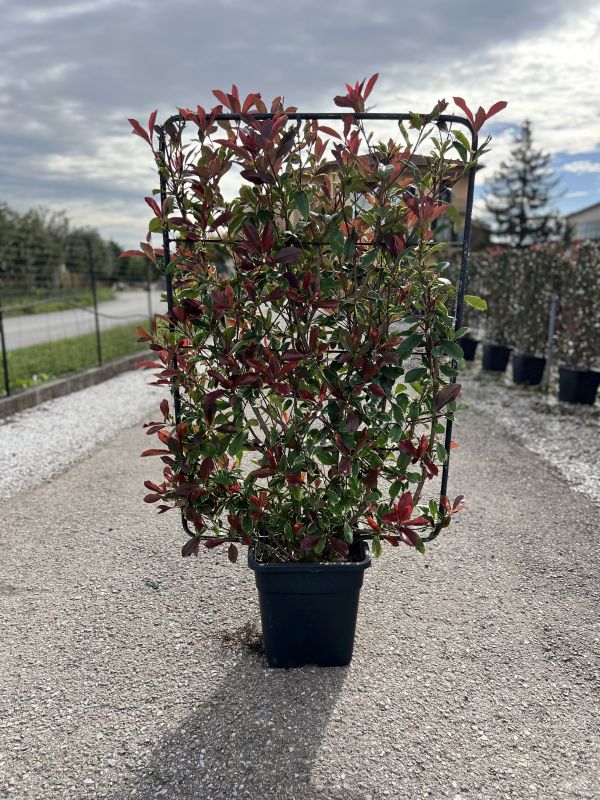 Cliquez sur la photo pour visualiser la présentation