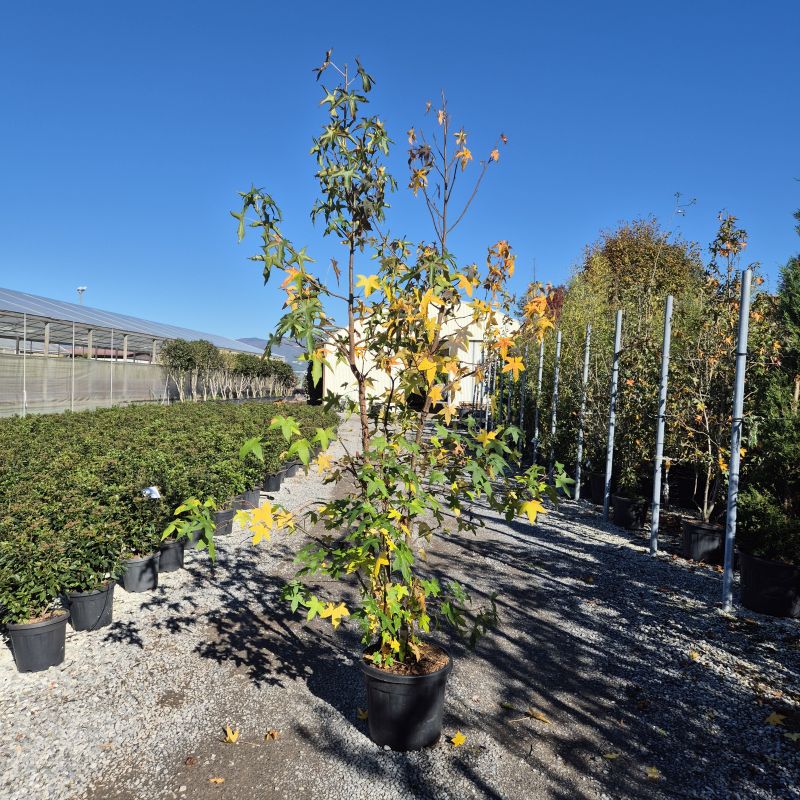 Clicca sulla foto per lo zoom