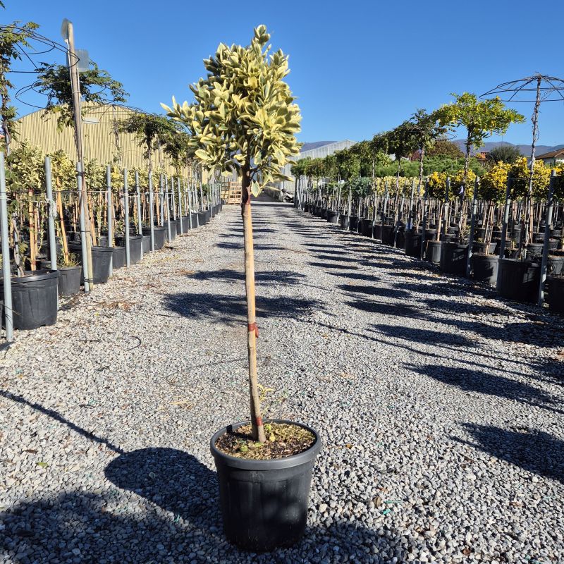 Clicca sulla foto per lo zoom