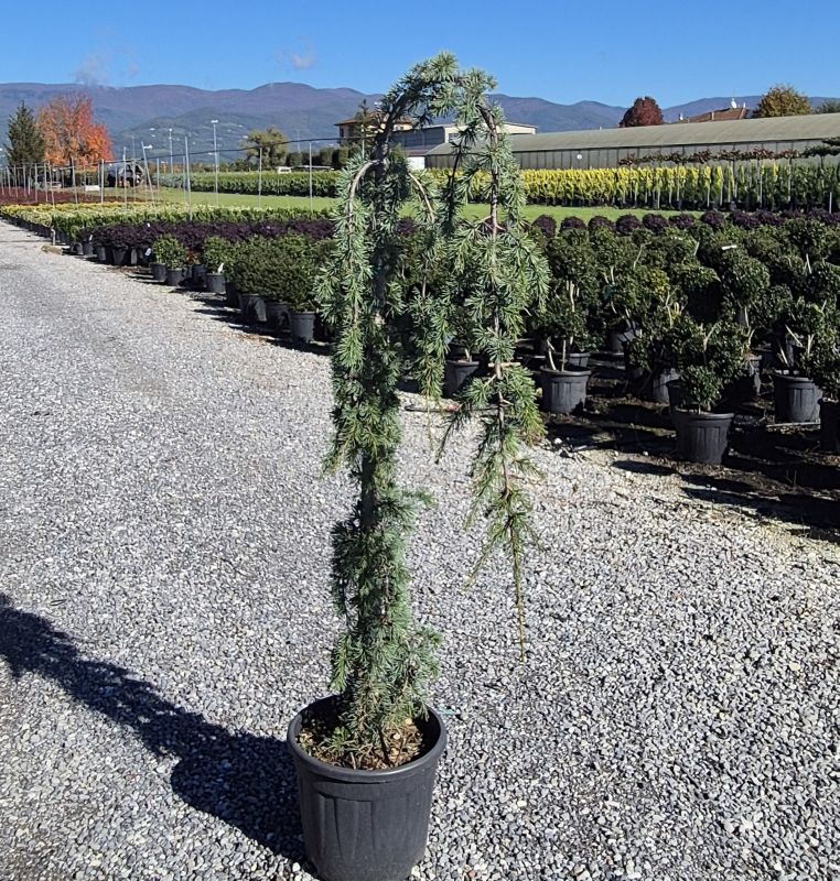 Cliquez sur la photo pour visualiser la présentation