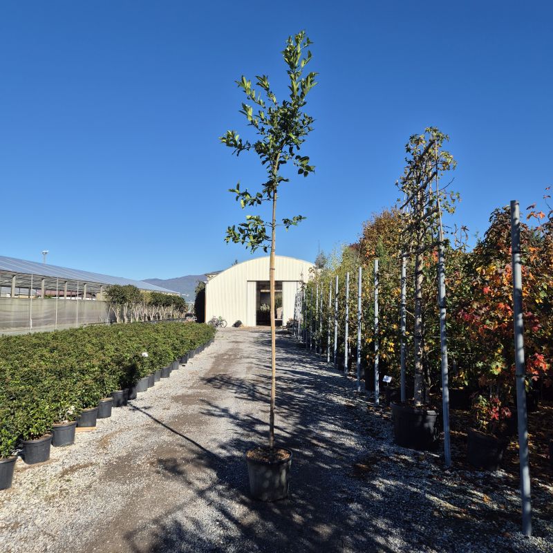 Das Bild klicken für Imagevergrößerung