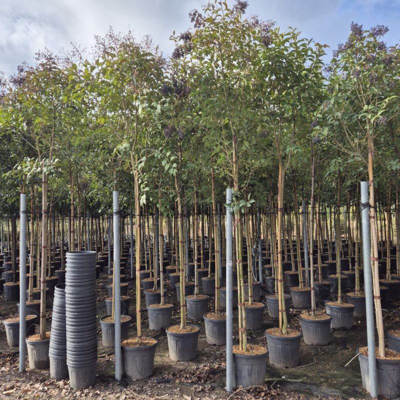 Clicca sulla foto per lo zoom