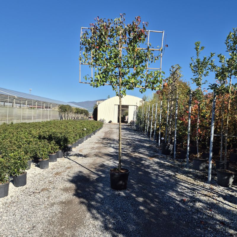 Cliquez sur la photo pour visualiser la présentation