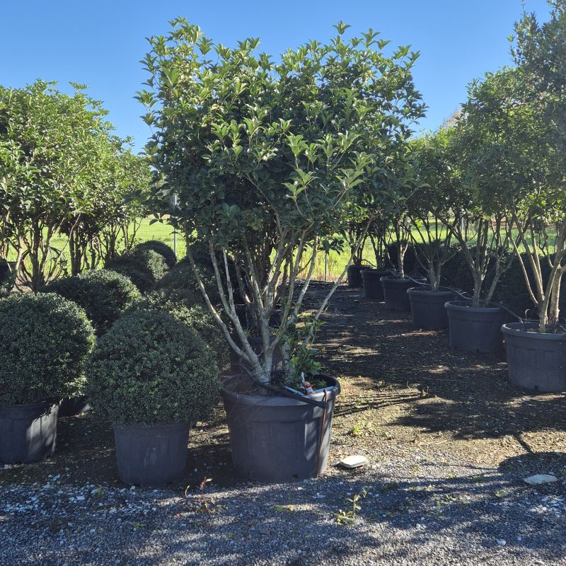 Click on the picture to zoom