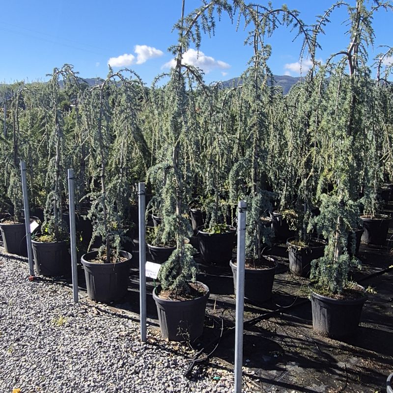 Clicca sulla foto per lo zoom