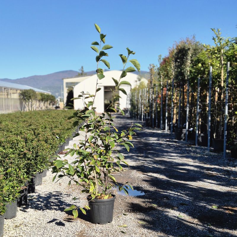 Click on the picture to zoom