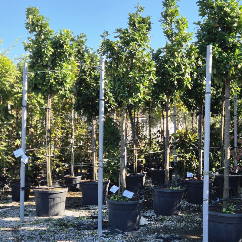 Cliquez sur la photo pour visualiser la présentation