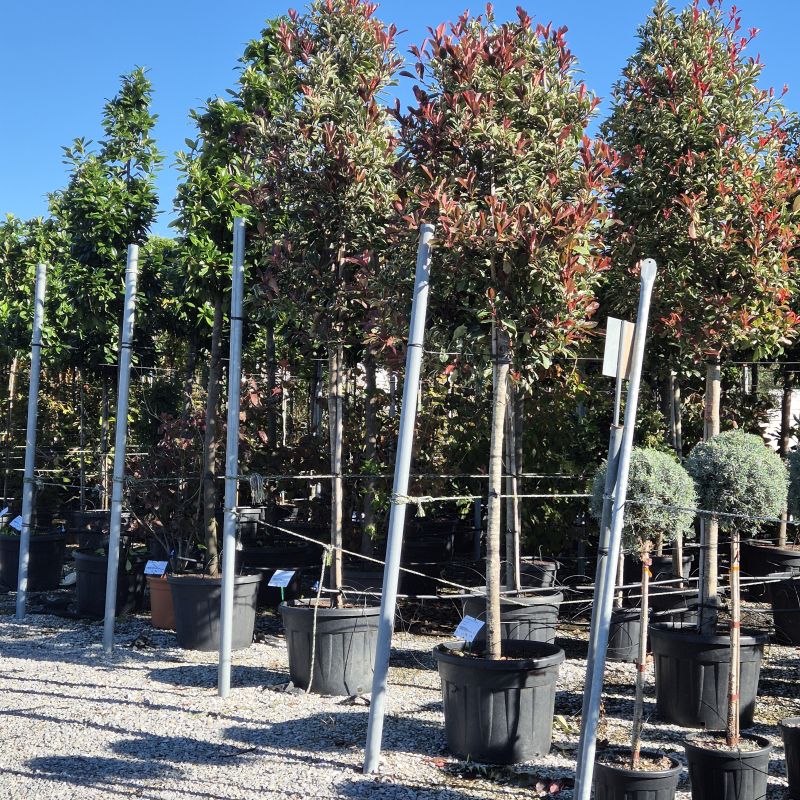 Clicca sulla foto per lo zoom