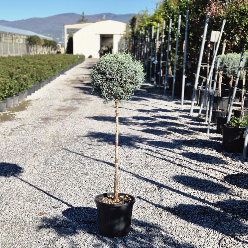 Cliquez sur la photo pour visualiser la présentation