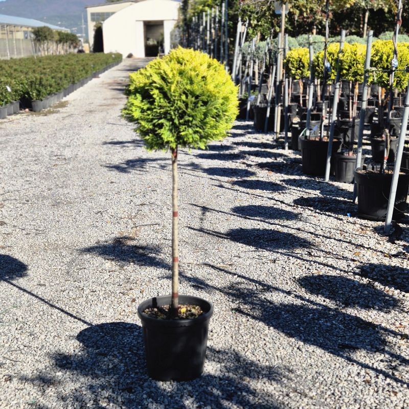 Click on the picture to zoom