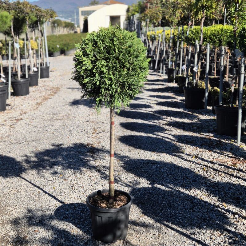 Das Bild klicken für Imagevergrößerung