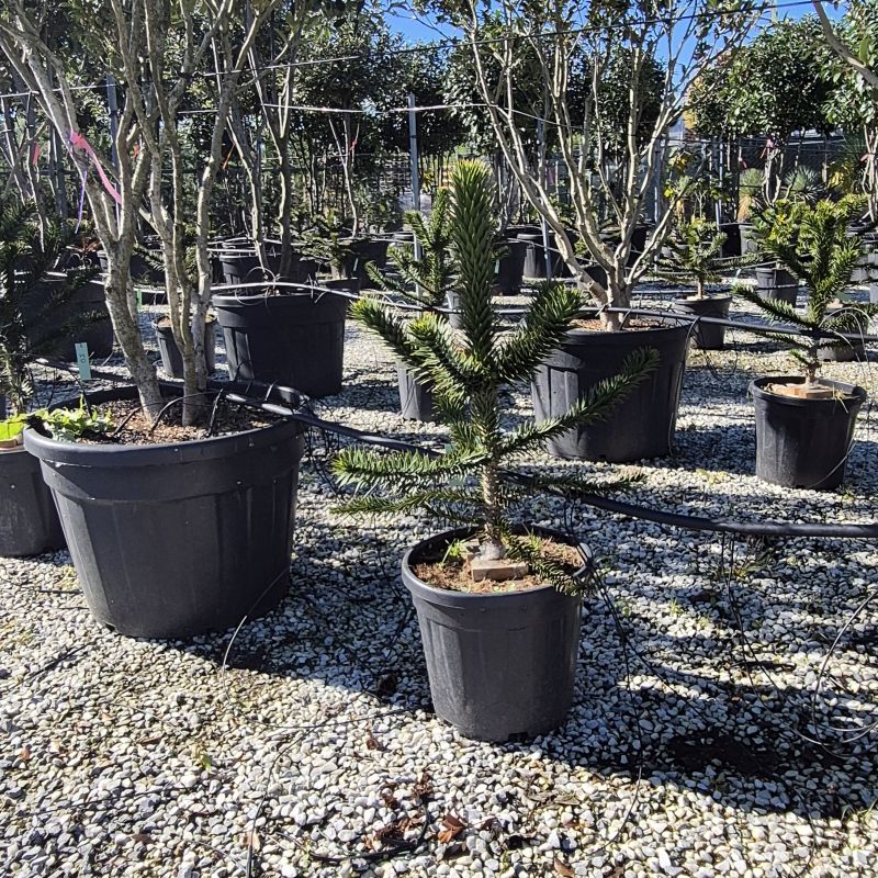 Click on the picture to zoom