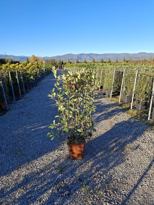 Clicca sulla foto per lo zoom