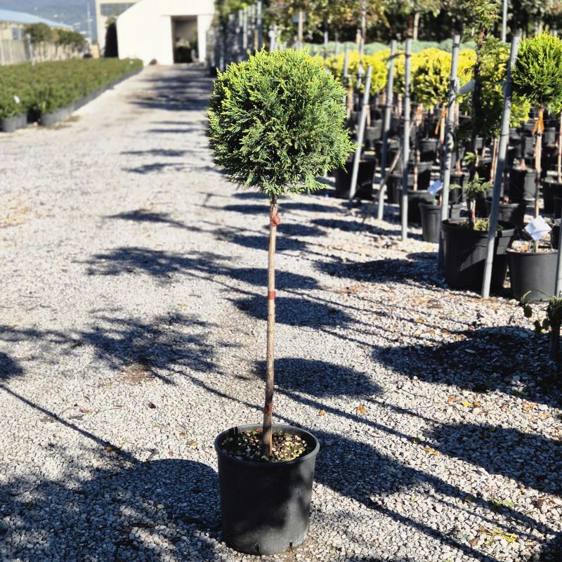 Clicca sulla foto per lo zoom