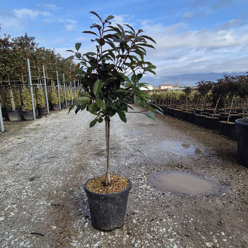 Clicca sulla foto per lo zoom