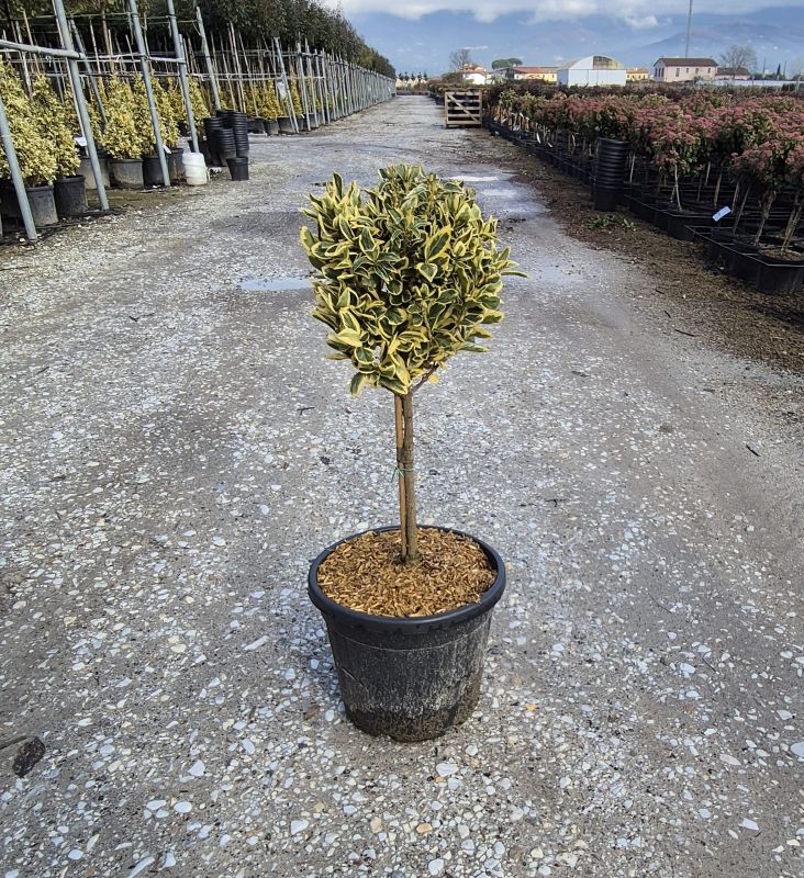 Clicca sulla foto per lo zoom