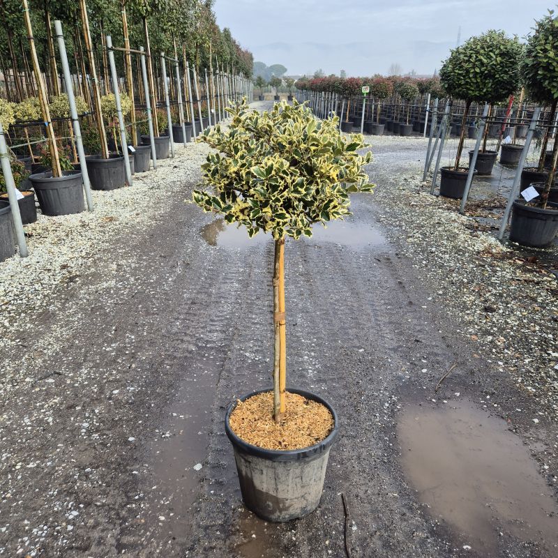 Click on the picture to zoom