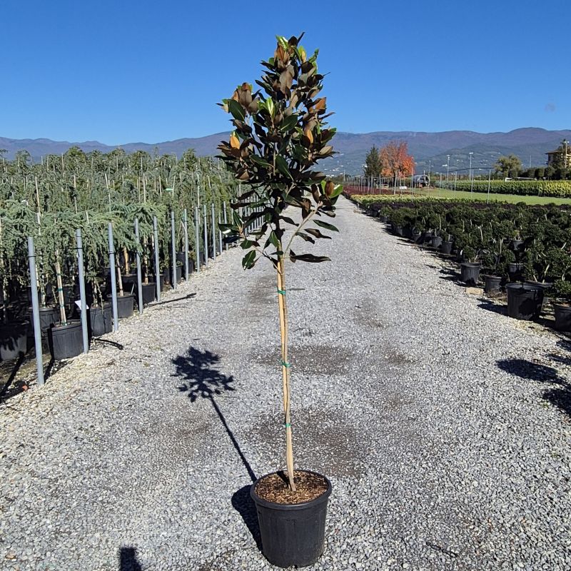 Cliquez sur la photo pour visualiser la présentation