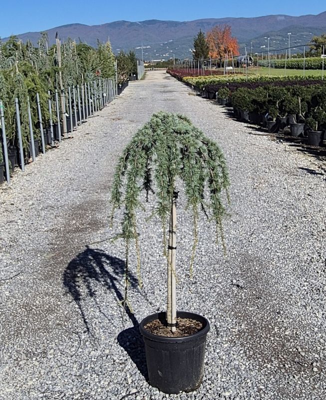 Click on the picture to zoom