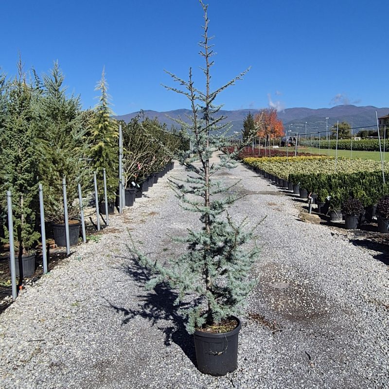 Das Bild klicken für Imagevergrößerung