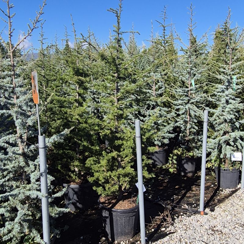 Click on the picture to zoom