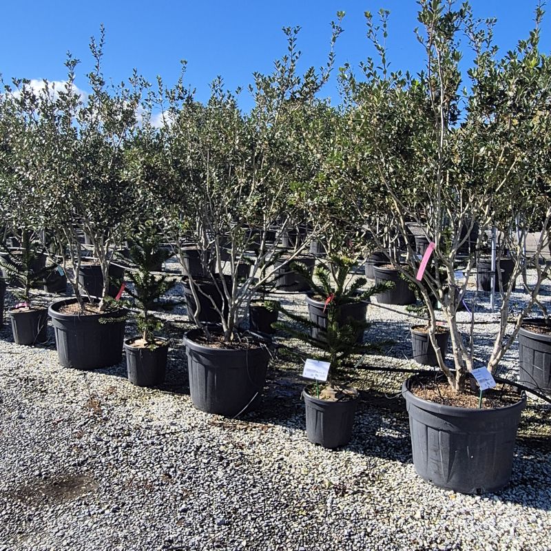 Clicca sulla foto per lo zoom