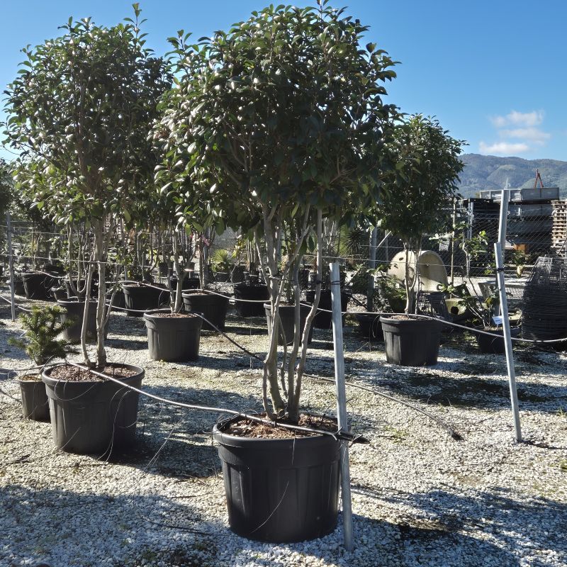 Clicca sulla foto per lo zoom