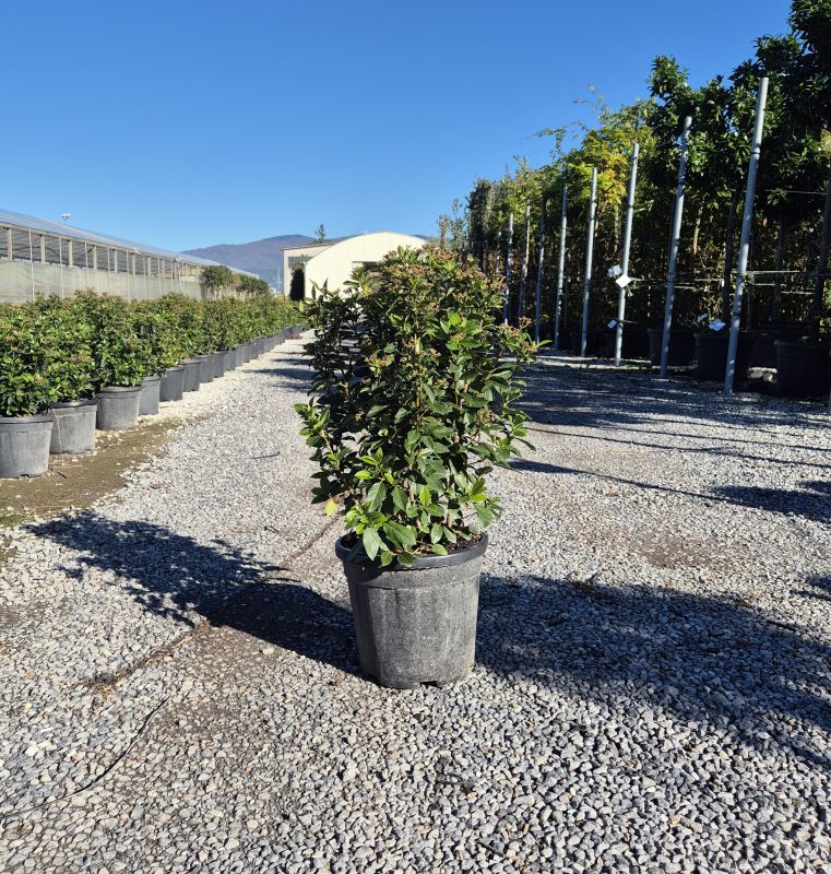 Clicca sulla foto per lo zoom