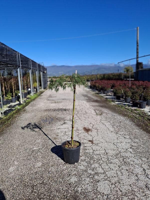 Cliquez sur la photo pour visualiser la présentation