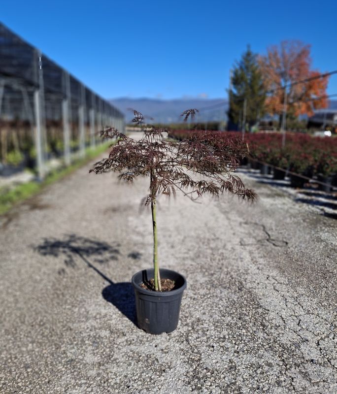 Cliquez sur la photo pour visualiser la présentation