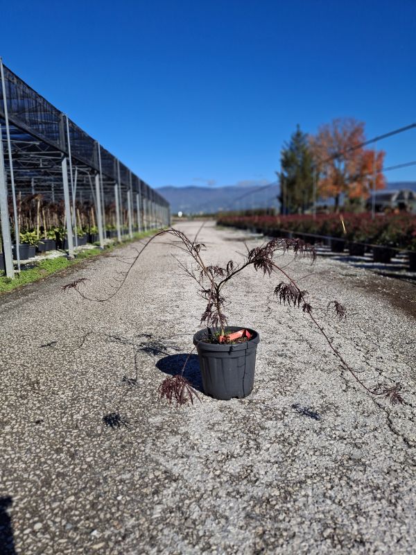 Click on the picture to zoom