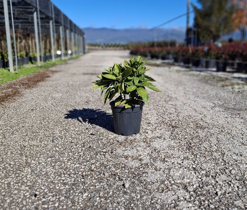 Cliquez sur la photo pour visualiser la présentation