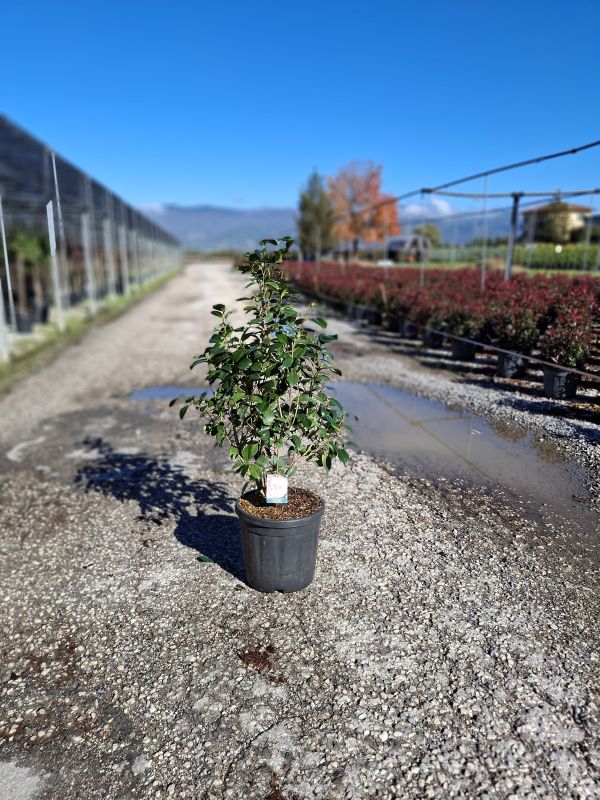 Click on the picture to zoom