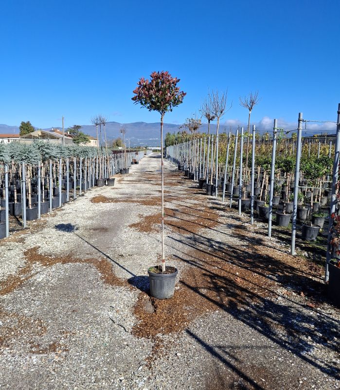 Clicca sulla foto per lo zoom