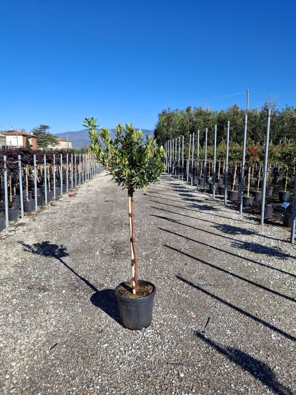 Cliquez sur la photo pour visualiser la présentation