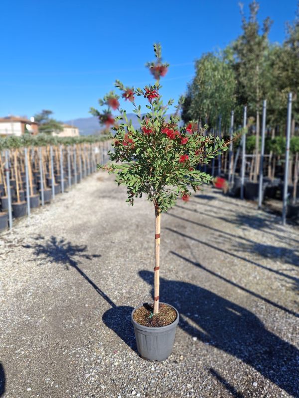 Clicca sulla foto per lo zoom