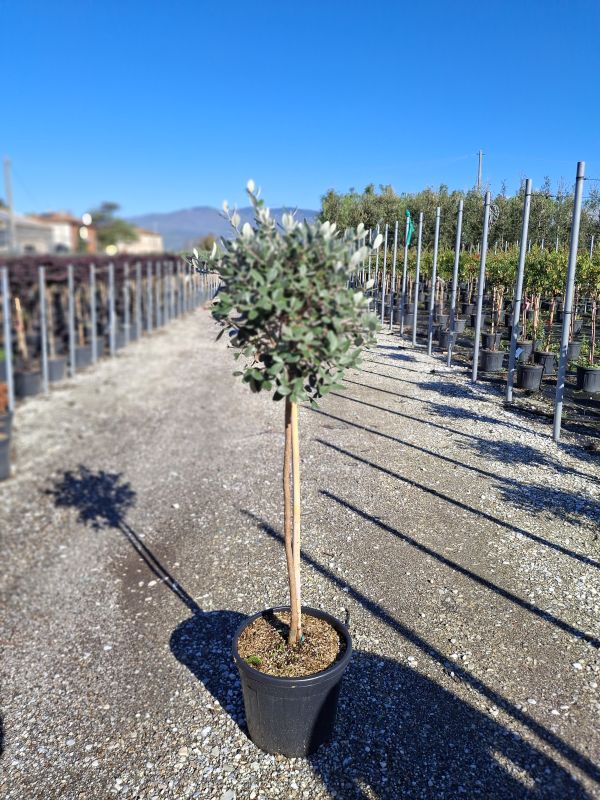 Cliquez sur la photo pour visualiser la présentation