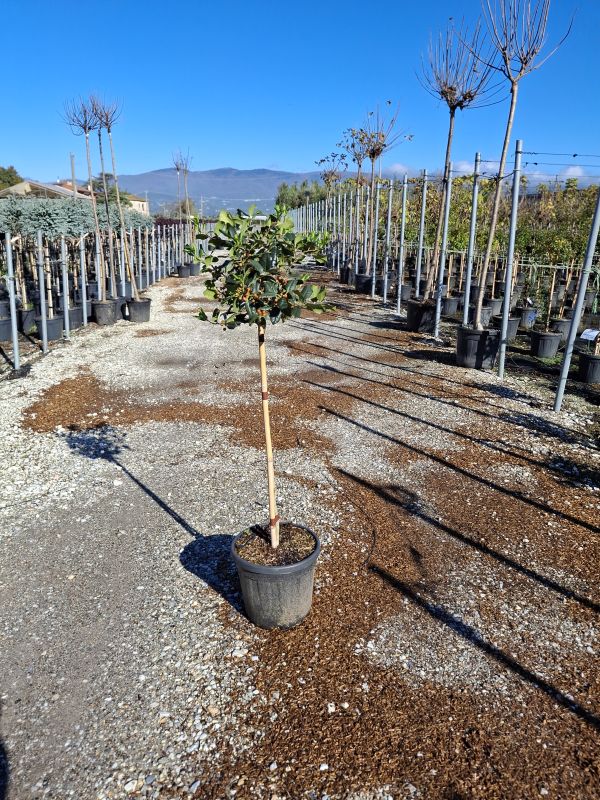 Das Bild klicken für Imagevergrößerung