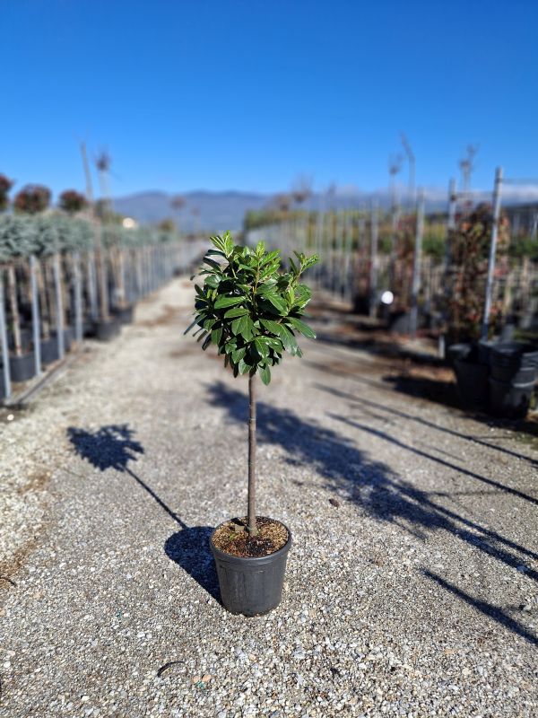 Clicca sulla foto per lo zoom