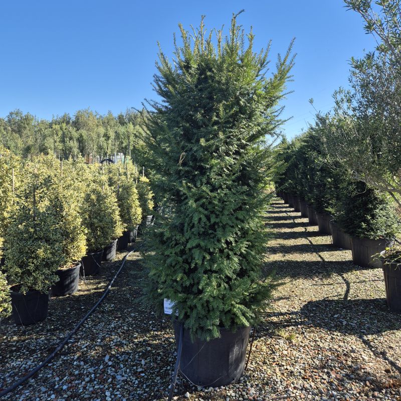 Clicca sulla foto per lo zoom