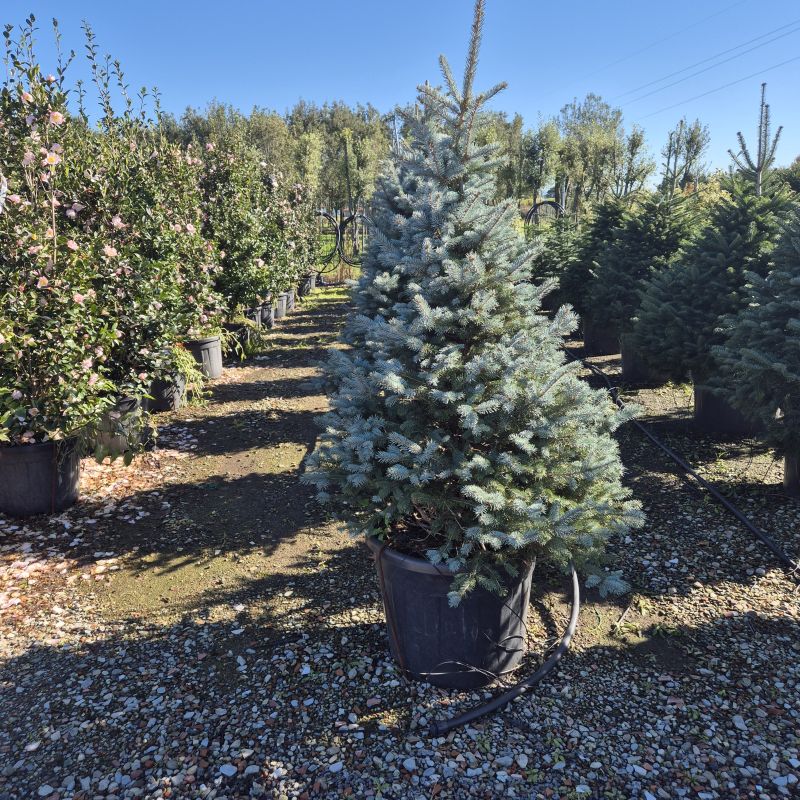 Clicca sulla foto per lo zoom