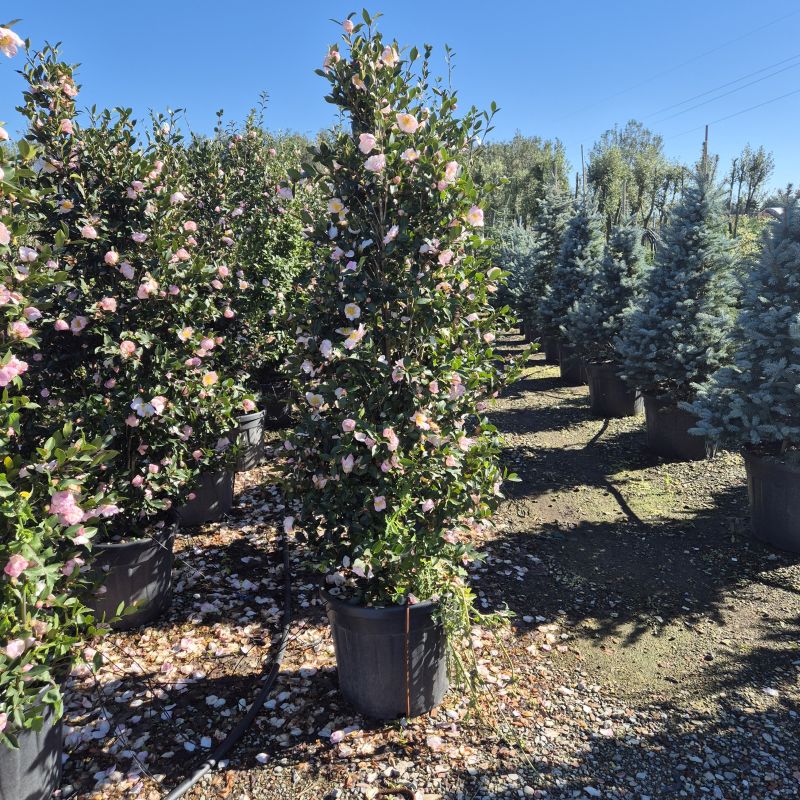 Das Bild klicken für Imagevergrößerung