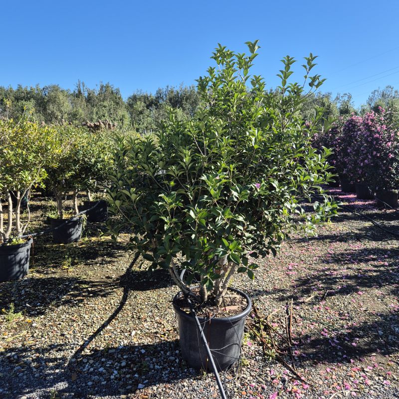 Clicca sulla foto per lo zoom