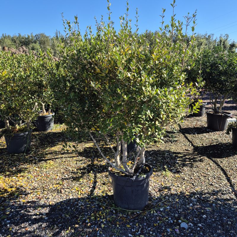 Das Bild klicken für Imagevergrößerung