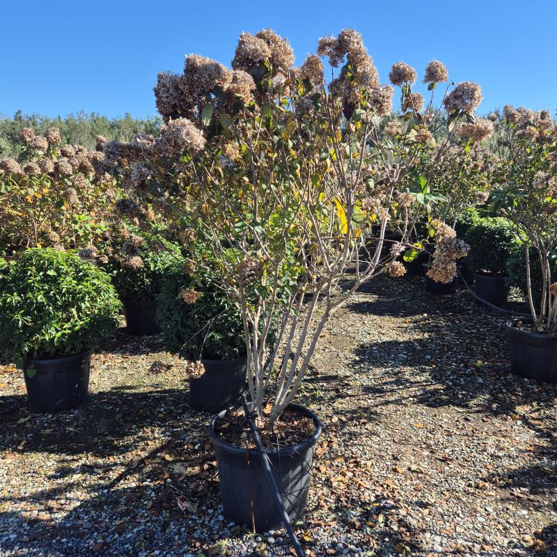 Clicca sulla foto per lo zoom