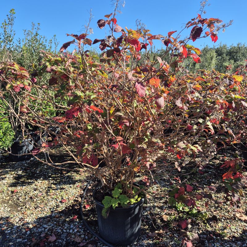 Click on the picture to zoom