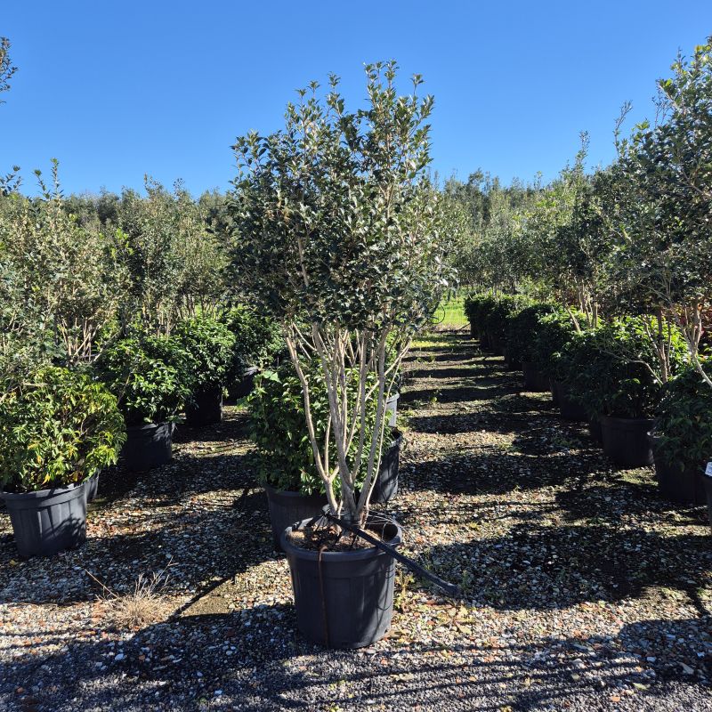 Cliquez sur la photo pour visualiser la présentation