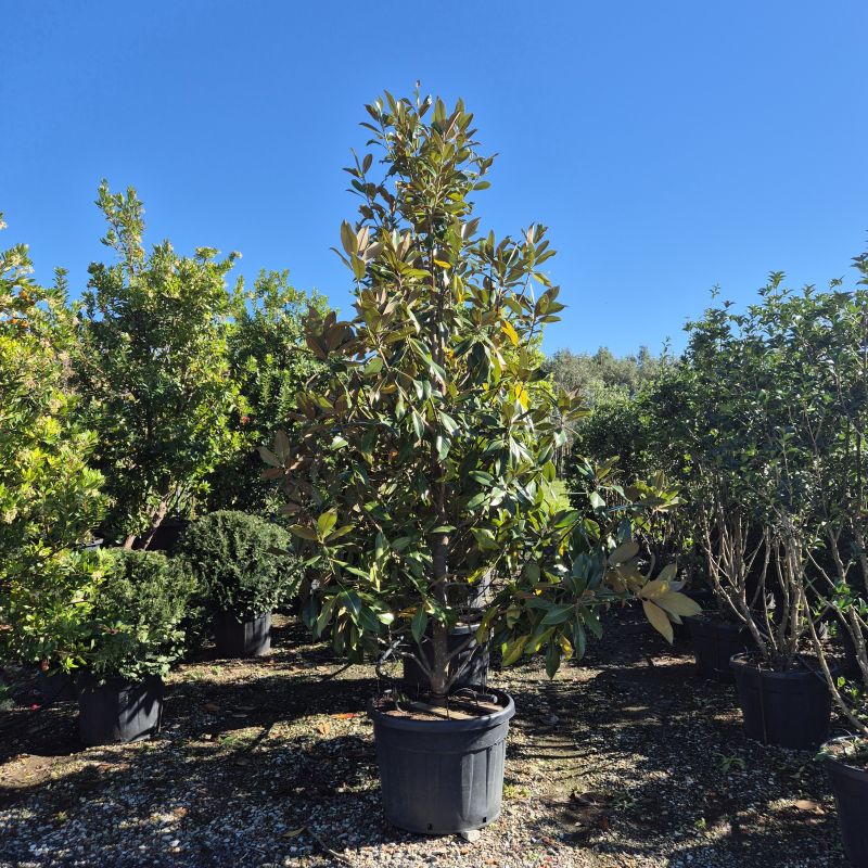 Click on the picture to zoom