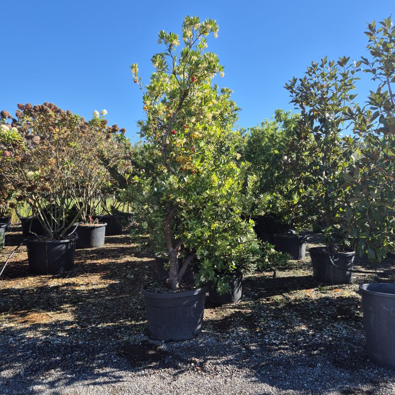 Clicca sulla foto per lo zoom