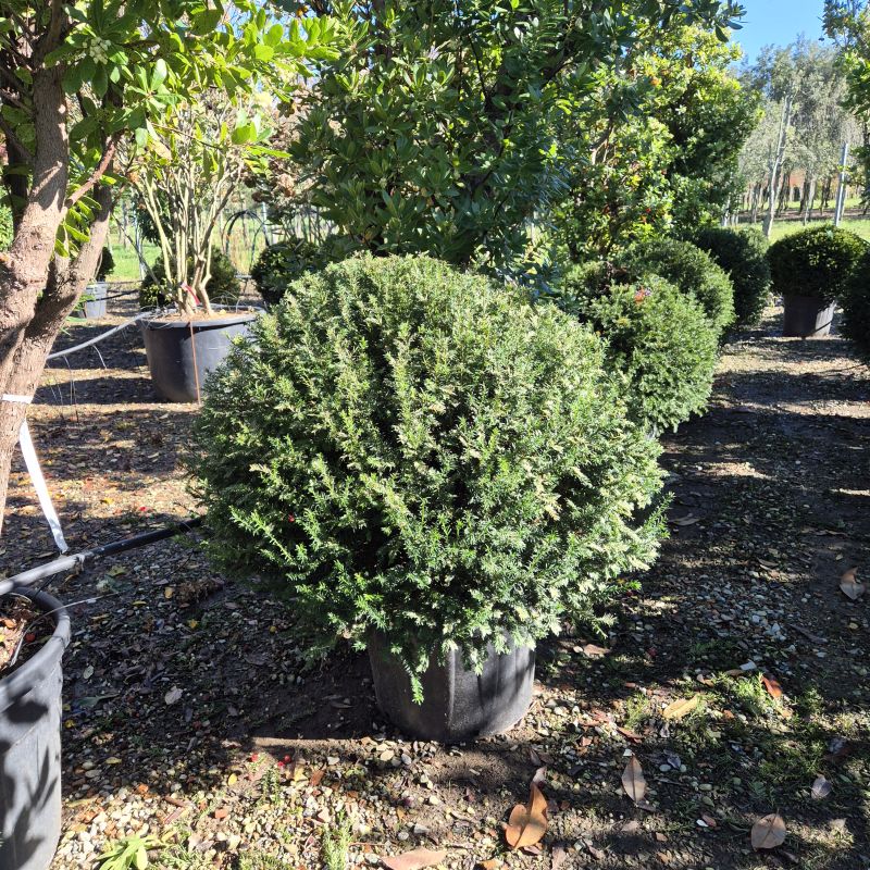 Clicca sulla foto per lo zoom